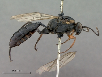 Afrocoelichneumon_noerus_habitus_lateral