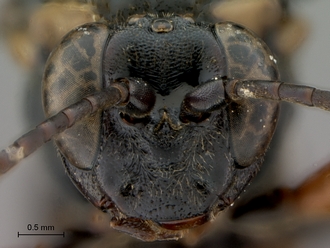 Afrocoelichneumon_noerus_head_frontal