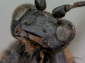 Afrocoelichneumon_noerus_head_mandible