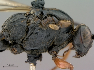 Afrocoelichneumon_noerus_head_mesosoma_lateral