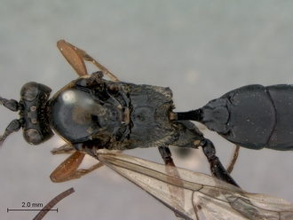 Afrocoelichneumon_noerus_head_petiole_dorsal