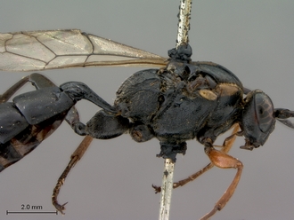 Afrocoelichneumon_noerus_head_petiole_lateral