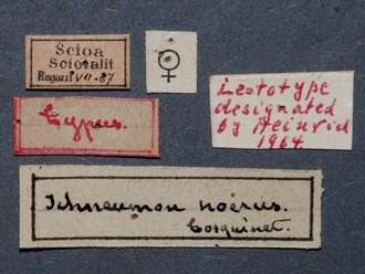 Afrocoelichneumon_noerus_labels