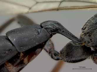 Afrocoelichneumon_noerus_petiole_lateral