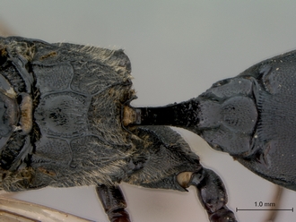 Afrocoelichneumon_noerus_propodeum_dorsal
