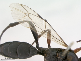 Afrocoelichneumon_noerus_wings
