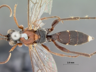 Afrocoelichneumon_natalensis_HOLOTYPE