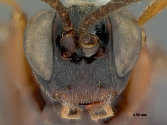 Afrocoelichneumon_natalensis_HOLOTYPE