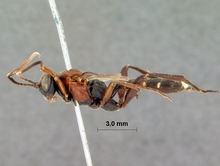 Afrocoelichneumon_natalensis_HOLOTYPE