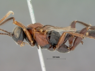 Afrocoelichneumon_natalensis_HOLOTYPE