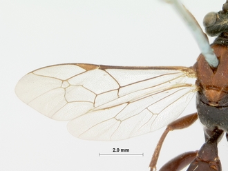 Afrocoelichneumon_natalensis_HOLOTYPE
