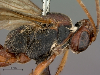 Afromelanichneumon_cibdelus