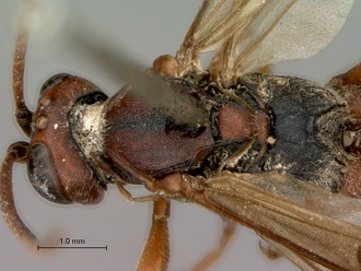 Afromelanichneumon_cibdelus