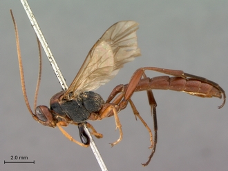 Afromelanichneumon_cibdelus