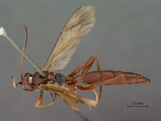Afromelanichneumon_cibdelus
