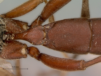 Afromelanichneumon_cibdelus