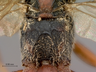 Afromelanichneumon_cibdelus