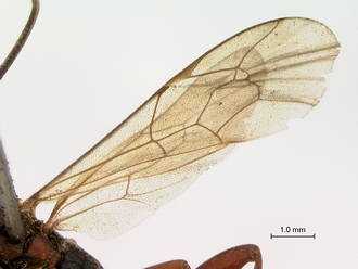 Afromelanichneumon_cibdelus
