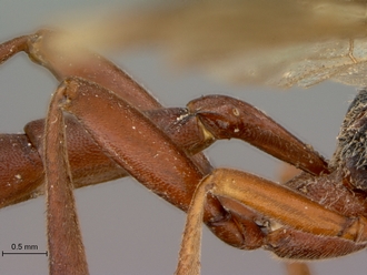 Afromelanichneumon_cibdelus