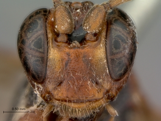 Afromelanichneumon_cibdelus