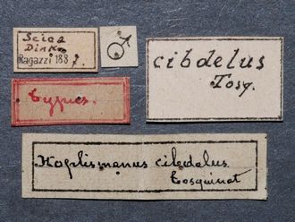 Afromelanichneumon_cibdelus_labels