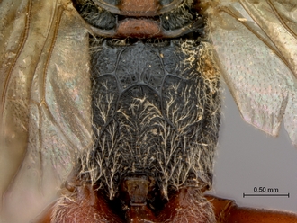 Afromelanichneumon_mundatus