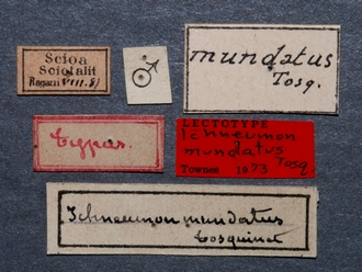 Afromelanichneumon_mundatus