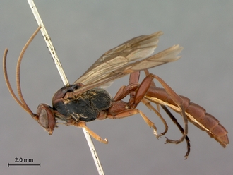Afromelanichneumon_mundatus