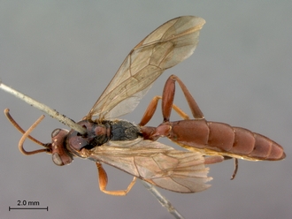 Afromelanichneumon_mundatus