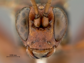 Afromelanichneumon_mundatus