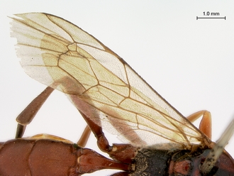 Afromelanichneumon_mundatus