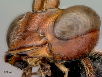 Afromelanichneumon_mundatus