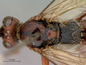 Afromelanichneumon_mundatus