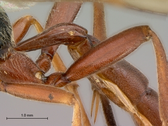 Afromelanichneumon_mundatus