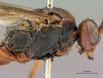 Afromelanichneumon_mundatus