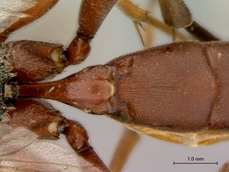 Afromelanichneumon_mundatus