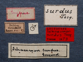 Afromelanichneumon_surdus