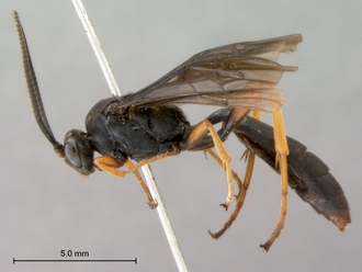 Afromelanichneumon_surdus