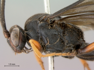 Afromelanichneumon_surdus