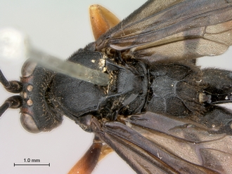 Afromelanichneumon_surdus_4
