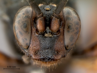 Afromelanichneumon_surdus