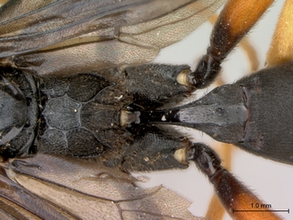 Afromelanichneumon_surdus
