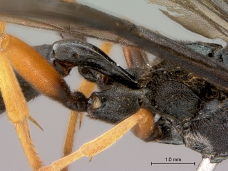 Afromelanichneumon_surdus