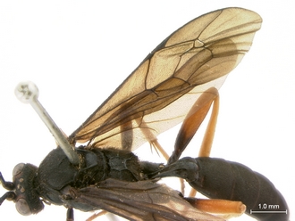 Afromelanichneumon_surdus