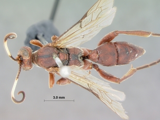 Afromelanichneumon_russulus_HOLOTYPE