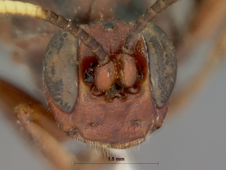 Afromelanichneumon_russulus_HOLOTYPE