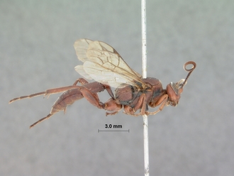 Afromelanichneumon_russulus_HOLOTYPE