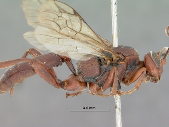 Afromelanichneumon_russulus_HOLOTYPE