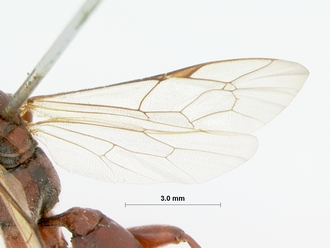 Afromelanichneumon_russulus_HOLOTYPE