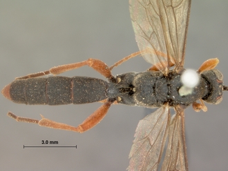 Afromelanichneumon_ruficaudis_HOLOTYPE